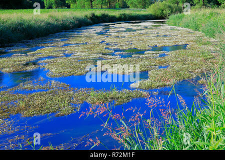 water buttercup, river Lauchert, Lauchert Valley, Germany, (Ranunculus fluitans) Stock Photo