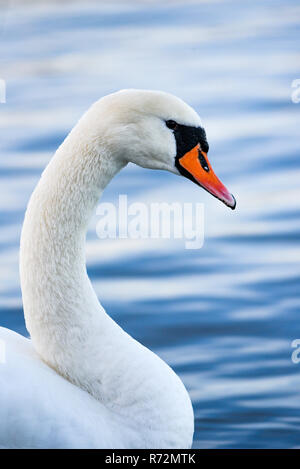 A swan floating on the lake. A portrait of a white swan. Stock Photo