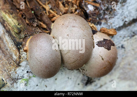 Great wolf's milk or groening's slime mold, Lycogala flavofuscum