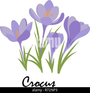 Crocus. Violet flowers on white background. Vector Stock Vector