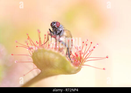 Sundew (Drosera rotundifolia) feeding on a fly (Thricops semicinereus) Stock Photo