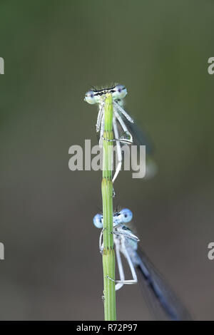 White legged damselfly or blue featherleg female sitting on a leaf of ...