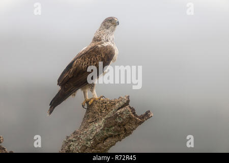 Bonelli's eagle, Spain, (Aquila fasciata) Stock Photo