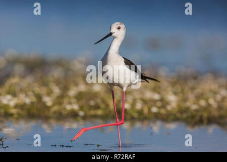 Black-winged Stilt Himantopus himantopus adult National Park Lake ...