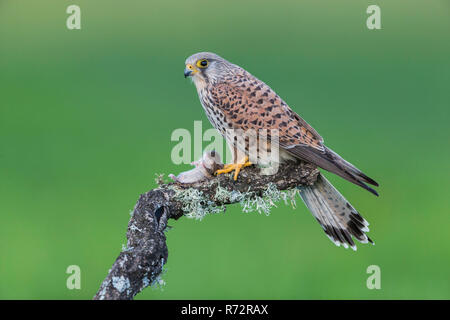 Kestrel f, Spain, (Falco tinnunculus) Stock Photo