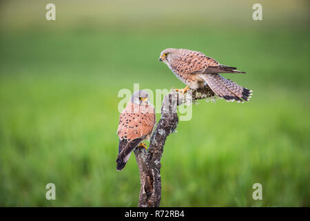 Kestrel m, Spain, (Falco tinnunculus) Stock Photo