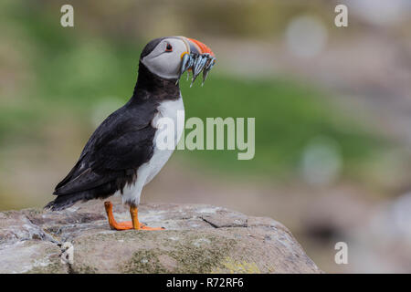 Puffin with fish, GB, Farne Islands, (Fratercula arctica) Stock Photo