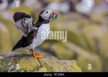 Puffin with fish, GB, Farne Islands, (Fratercula arctica) Stock Photo