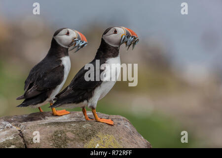 Puffin with fish, GB, Farne Islands, (Fratercula arctica) Stock Photo