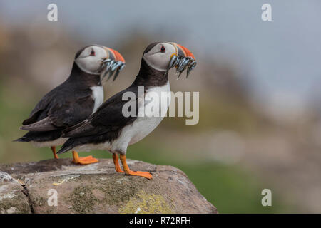 Puffin with fish, GB, Farne Islands, (Fratercula arctica) Stock Photo