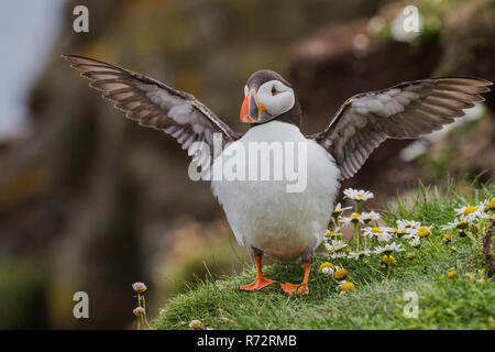 Puffin, GB, Shetlands, (Fratercula arctica) Stock Photo