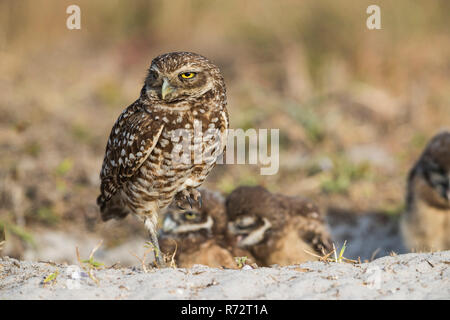 Burrowing owl, Florida, (Athene cunicularia) Stock Photo