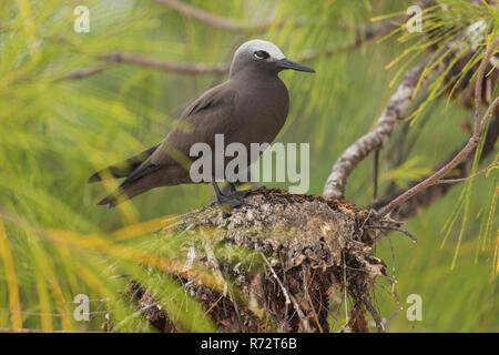 Noddy, Bird island, Seychelles, (Anous stolidus) Stock Photo