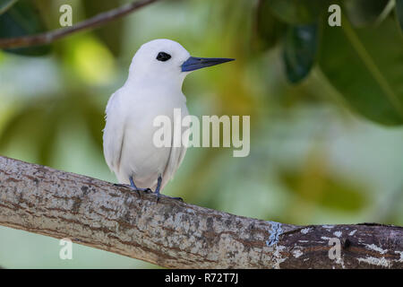 White tern or Fairy tern, (Gygis alba), Bird island, Seychelles Stock Photo