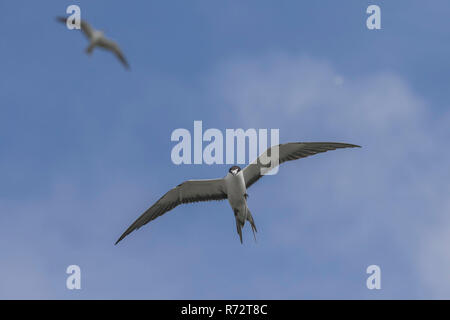 Sooty tern, Bird Island, Seychelles, (Onychoprion fuscatus) Stock Photo