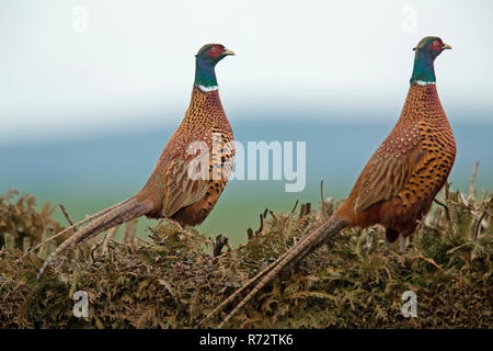 common pheasants, males, (Phasianus colchicus) Stock Photo