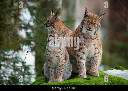 Eurasian lynx with cubs, (Lynx lynx) Stock Photo