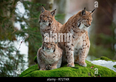 Eurasian lynx with cubs, (Lynx lynx) Stock Photo