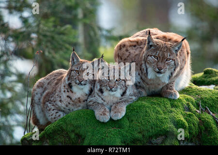 Eurasian lynx with cubs, (Lynx lynx) Stock Photo