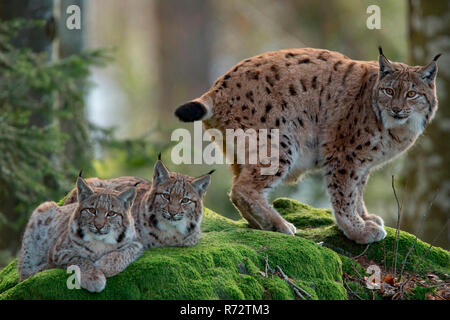 Eurasian lynx with cubs, (Lynx lynx) Stock Photo