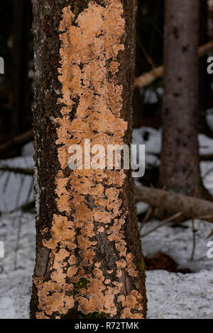 bleeding broadleaf crust, (Stereum rugosum) Stock Photo