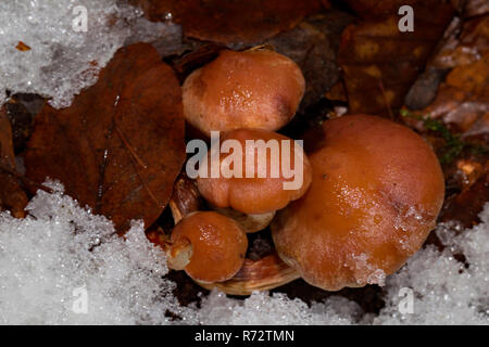 golden needle mushroom, (Flammulina velutipes) Stock Photo