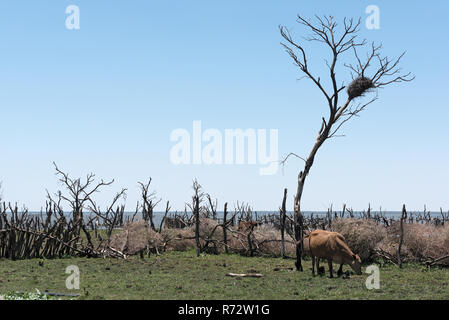 Cattle on a pasture on the shore of Lake Ngami south of the Okawango Delta in Botswana. Stock Photo