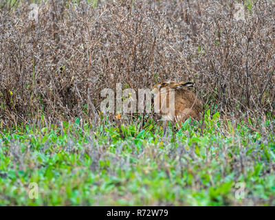 A European hare (Lepus europaeus) or brown hare hiding in long grass in a field Stock Photo