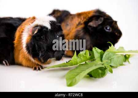two black,white and red guinea pig Stock Photo