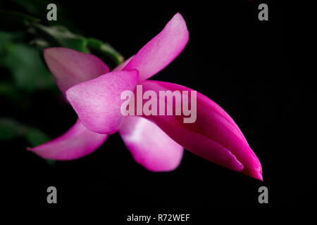 Blossoming flower, Christmas cactus. Flower of succulent plant schlumberger isolated on black base. Stock Photo