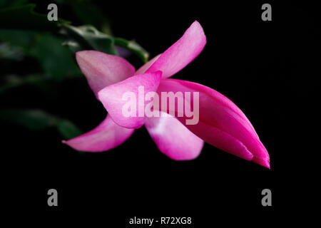 Blossoming flower, Christmas cactus. Flower of succulent plant schlumberger isolated on black base. Stock Photo
