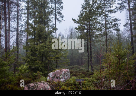 Scandinavian forest in autumn. Stock Photo