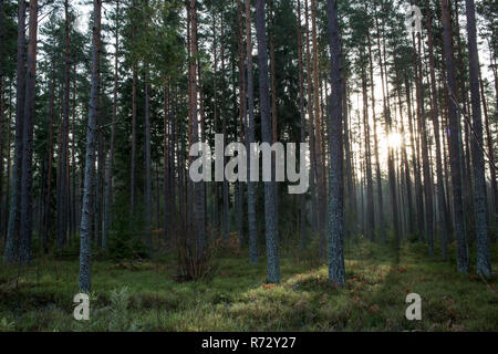A deep Scandinavian forest with a sunset in the background Stock Photo