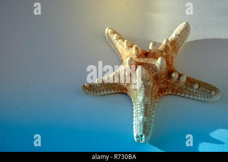 Starfish isolated on white background. Close up. Stock Photo