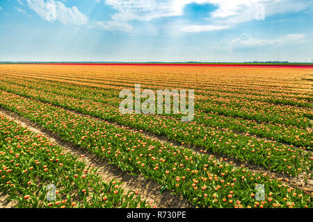 Colorful fresh Dutch red and white tulips blooming under a sunny, blue sky at flower fields in Holland Stock Photo