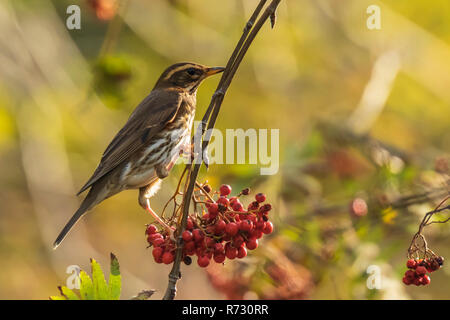 A redwing bird, Turdus iliacu, eating orange berries of Sorbus aucuparia, also called rowan and mountain-ash in a forest during Autumn season Stock Photo