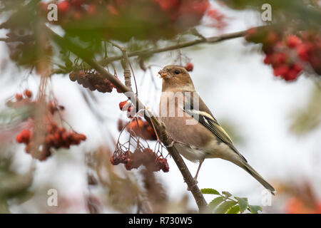 Common chaffinch (Fringilla coelebs) eating berries in a hawthorn bush on a grainy day  during Fall season Stock Photo