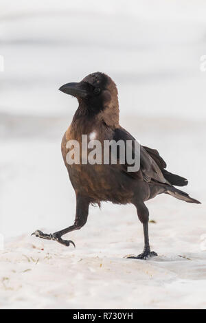 Closeup of a House crow Corvus splendens bird on a white sand beach and bright sunlight Stock Photo