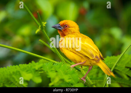 Male Eastern Golden Weaver bird Ploceus subaureus is common from Kenya to the Eastern Cape and as far inland as Malawi. Inhabits coastal plains, river Stock Photo
