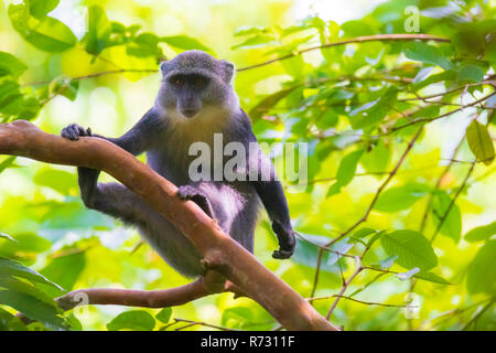 Wild blue or diademed monkey Cercopithecus mitis primate foraging and moving in a evergreen montane bamboo jungle habitat. Jozani forest, Zanzibar, Ta Stock Photo