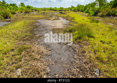 Jungle forest swamp on a clear sunny day Jozani Chwaka Bay National Park, Zanzibar, Tanzania Stock Photo