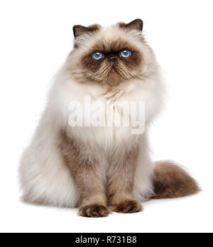 Beautiful 1 year old seal colourpoint persian cat - isolated on white background Stock Photo