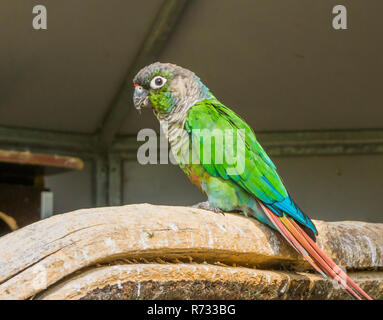 green cheeked parakeet from a side view, a tropical and colorful pet from brazil