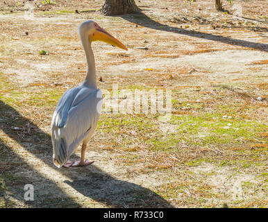 Great white pelican standing in the sand and looking around, a big predator bird from europe Stock Photo