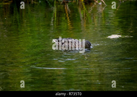 Floating waterfowl duck, wild bird swimming on the lake, wildlife landscape. Duck swimming on lake in Kemeri National park. Amazing duck bird swims in Stock Photo