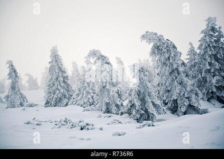 Trees branches bent under weight of snow and hoarfrost in beautiful snowy foggy winter landscape, Elbe valley near Elbe river spring, Krkonose Mountai Stock Photo