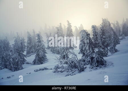 Trees branches bent under weight of snow and hoarfrost in beautiful snowy foggy winter landscape, Elbe valley near Elbe river spring, Krkonose Mountai Stock Photo