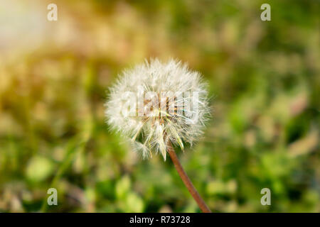 Dandelion on the meadow at sunlight background Stock Photo