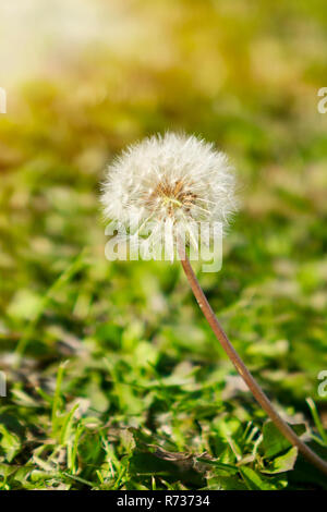 Dandelion on the meadow at sunlight background Stock Photo