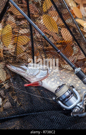 Fishing concept, trophy catch - big freshwater pike fish know as Esox Lucius just taken from the water and fishing rod with reel. Freshwater Northern  Stock Photo